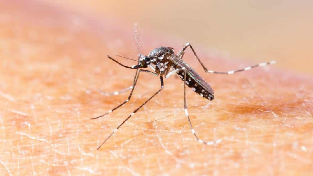 Mato Grosso do Sul soma 10 mortes por Chikungunya desde o in&iacute;cio de 2025