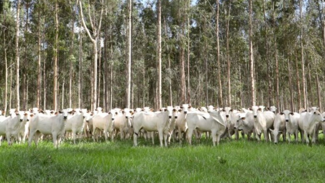 Produtores t&ecirc;m at&eacute; hoje para vacina&ccedil;&atilde;o contra brucelose