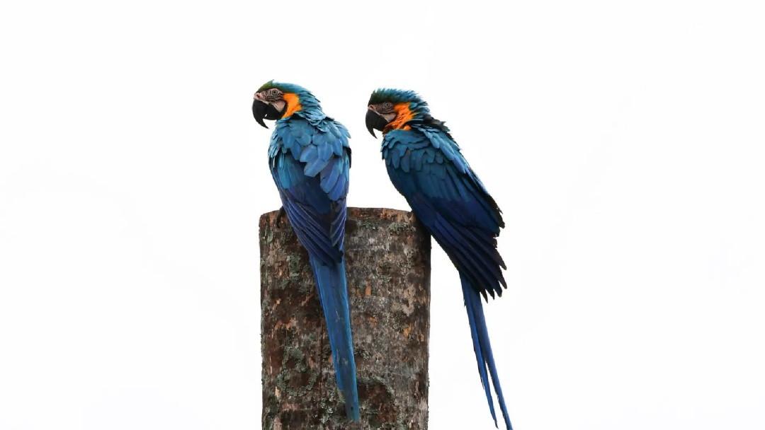 Com frio perdendo for&ccedil;a, temperaturas ser&atilde;o amenas em Mato Grosso do Sul nesta ter&ccedil;a