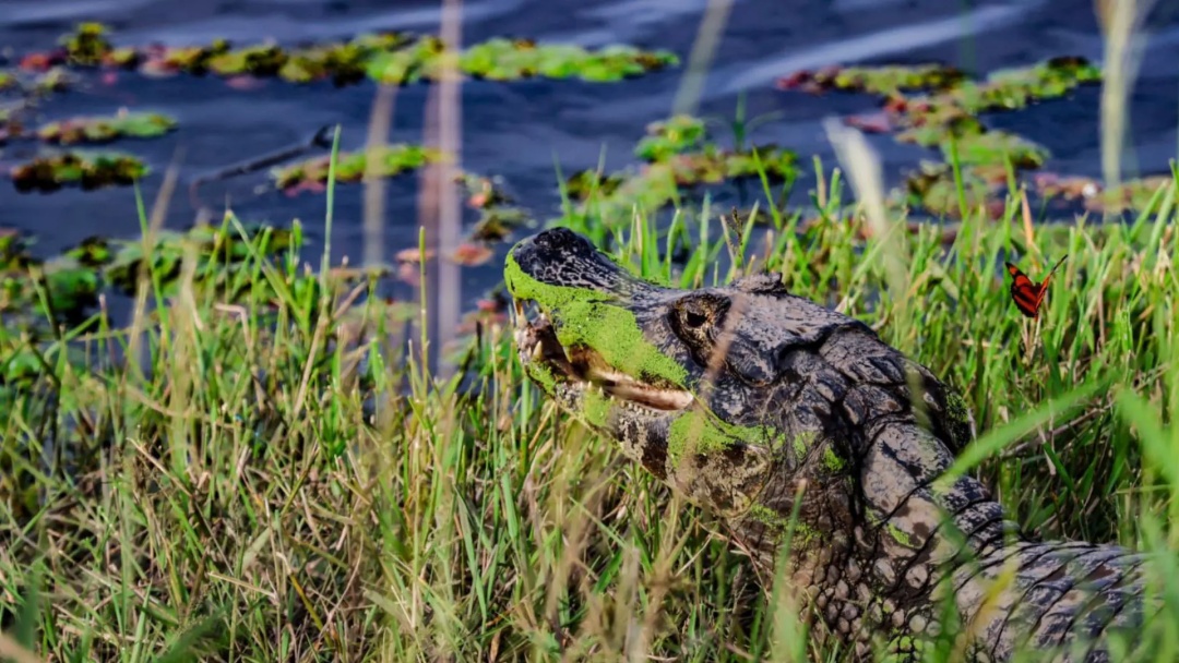 &Aacute;rea queimada no Pantanal reduz 92,8% no come&ccedil;o de 2025 em rela&ccedil;&atilde;o a 2024