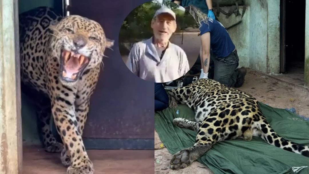 Exame revela se DNA humano em fezes de on&ccedil;a era ou n&atilde;o de Jorge