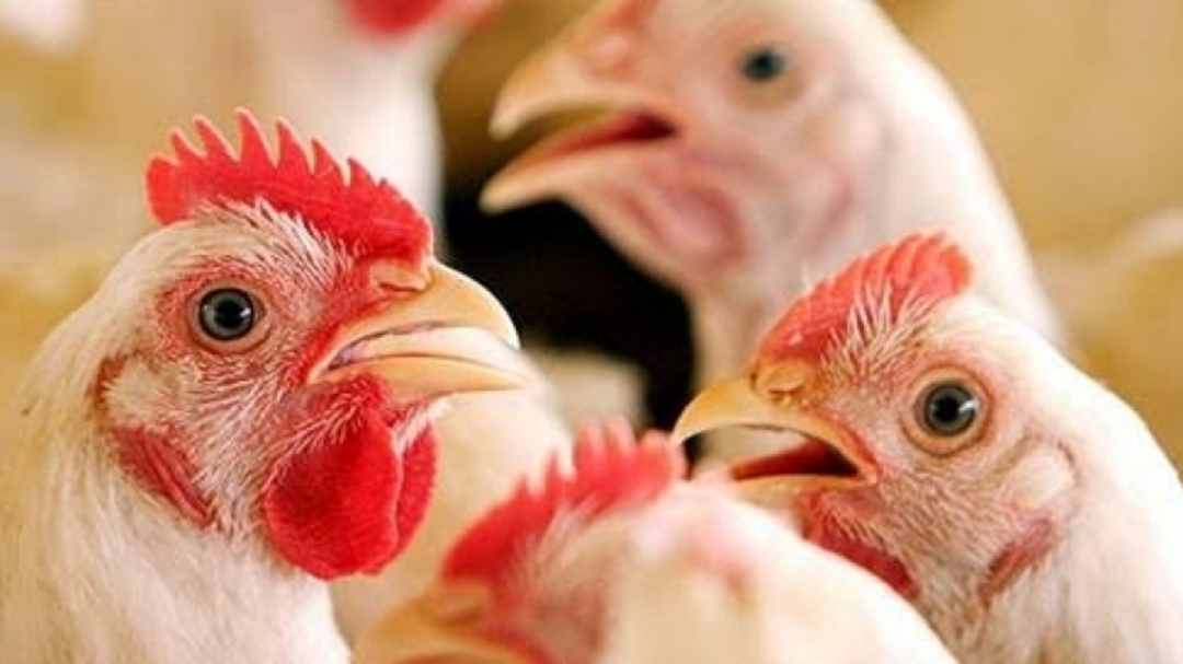 Sete países voltam a comprar carne de frango do Brasil após gripe aviária