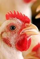Sete pa&iacute;ses voltam a comprar carne de frango do Brasil ap&oacute;s gripe avi&aacute;ria