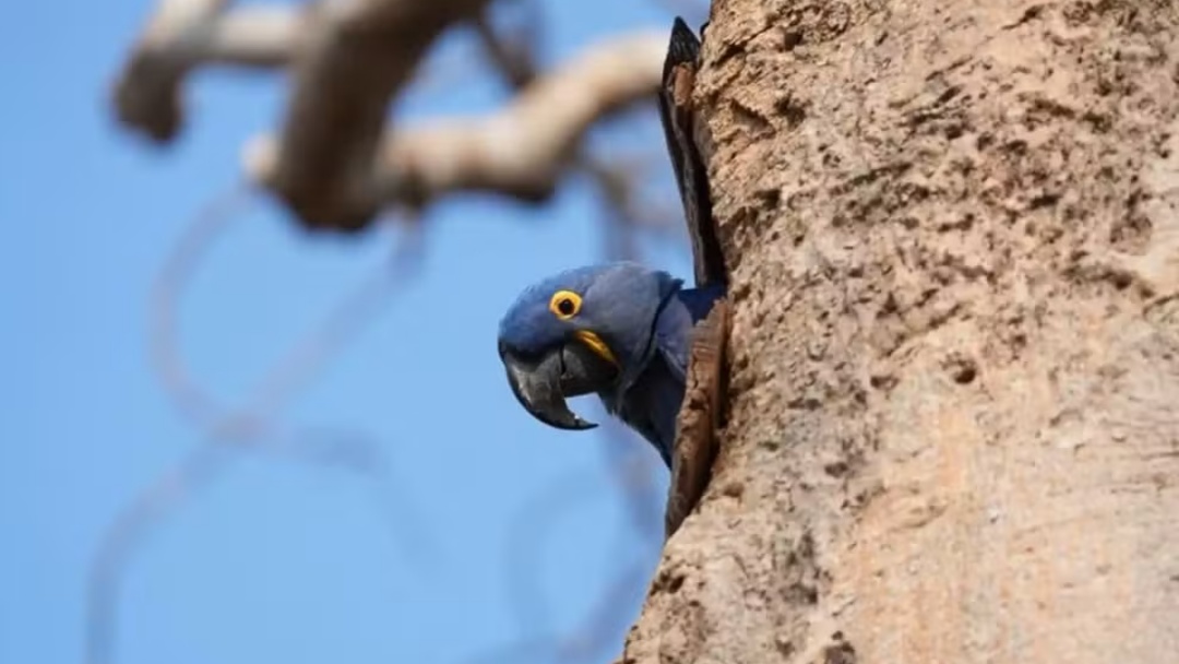 Arara-azul é reconhecida como ave símbolo de Mato Grosso do Sul