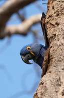 Arara-azul &eacute; reconhecida como ave s&iacute;mbolo de Mato Grosso do Sul