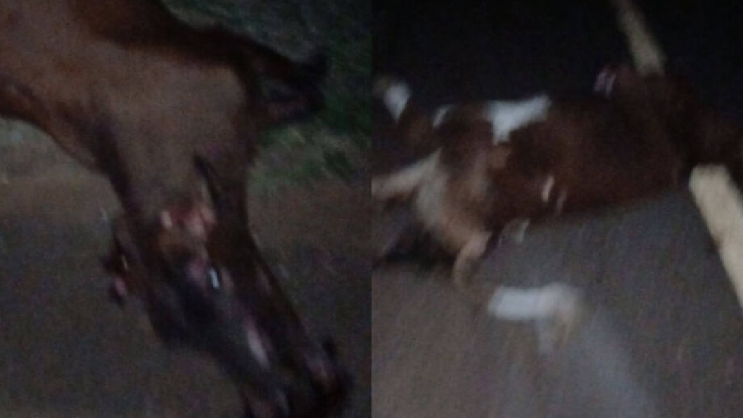 Beb&ecirc; de 5 meses morre ap&oacute;s carro atingir bovinos em rodovia   