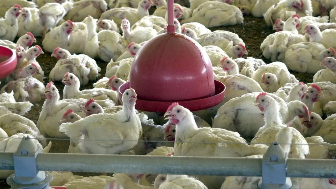 Gripe aviária: África do Sul e Cingapura retomam importação de frango brasileiro