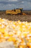 Ap&oacute;s superar estiagem, produ&ccedil;&atilde;o de milho 2&ordf; safra cresce 42,9% em Mato Grosso do Sul neste ano