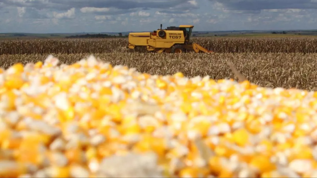 Após superar estiagem, produção de milho 2ª safra cresce 42,9% em Mato Grosso do Sul neste ano