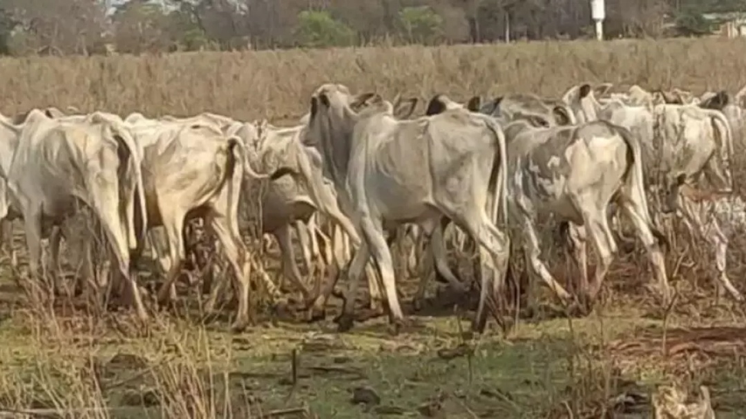 Mato Grosso do Sul registra 16 casos de brucelose em 2025