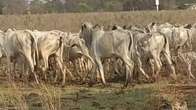 Mato Grosso do Sul registra 16 casos de brucelose em 2025