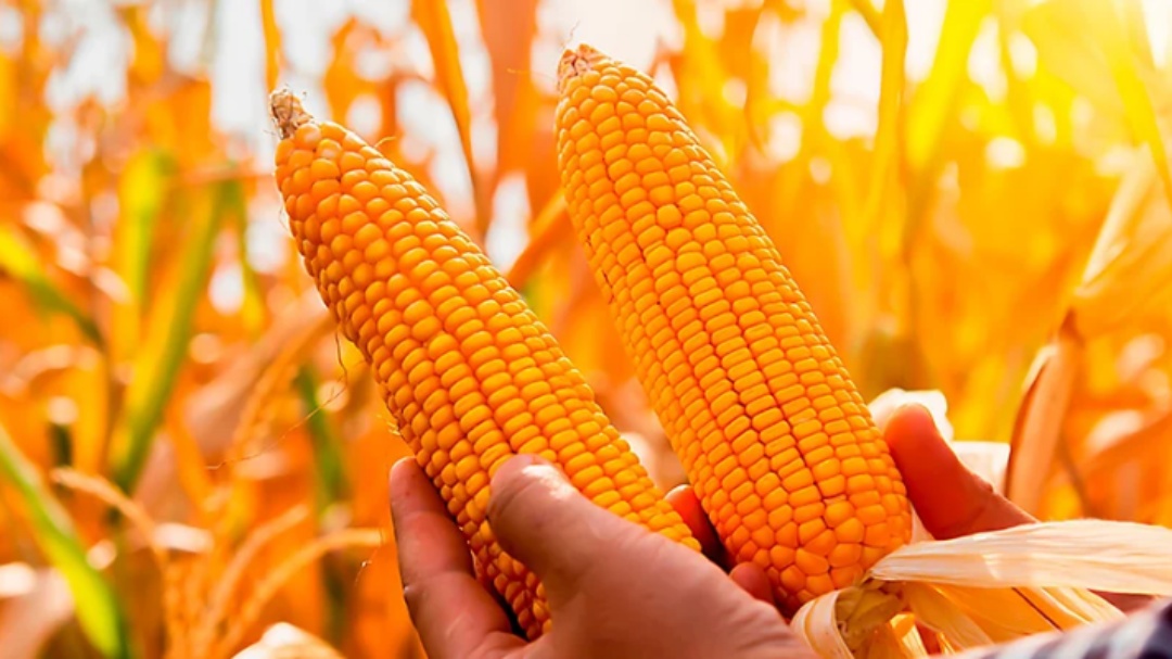 Brasil colhe safra hist&oacute;rica de milho e enfrenta queda nos pre&ccedil;os com retra&ccedil;&atilde;o da demanda