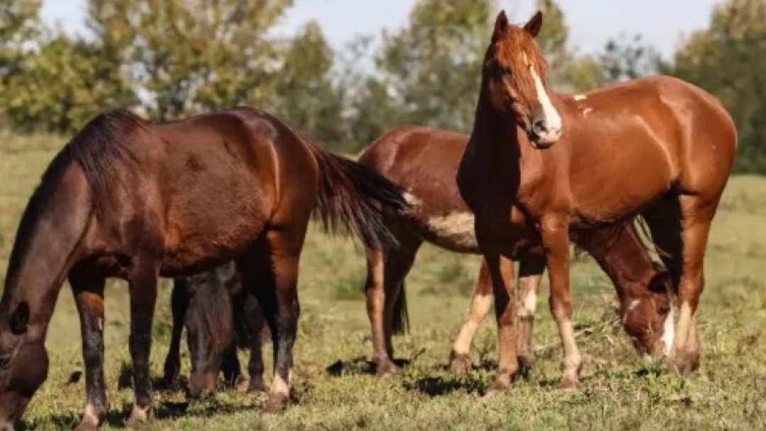 Mapa suspende ração da Nutratta após 245 cavalos morrerem