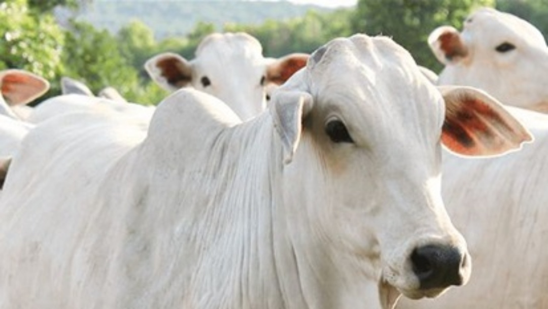 Arroba da vaca gorda mant&eacute;m pre&ccedil;o em Mato Grosso do Sul 