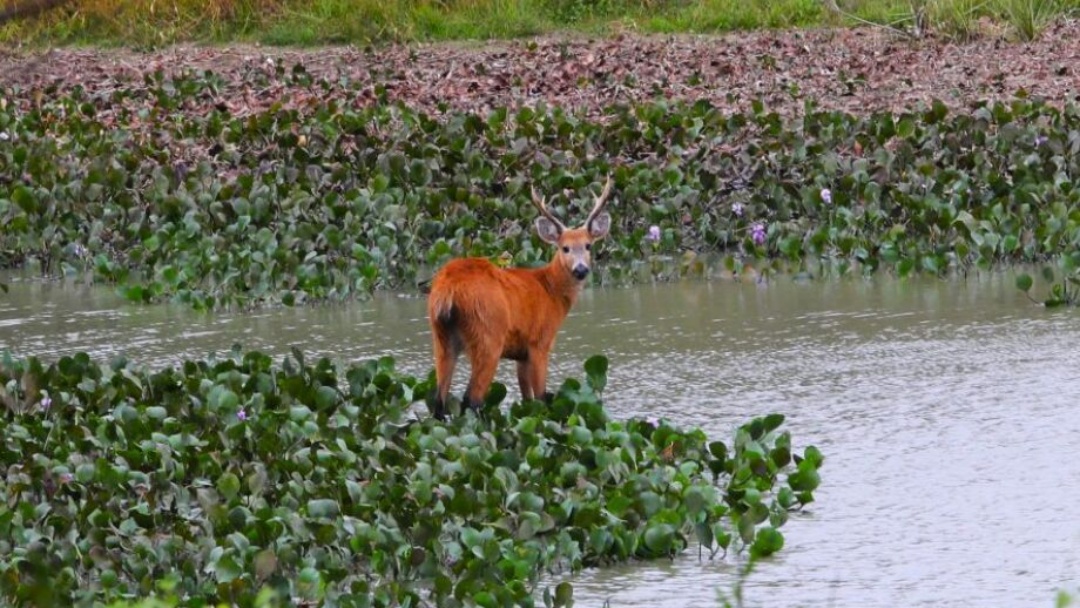 Fundo do Pantanal ter&aacute; edital publicado nesta quarta-feira   