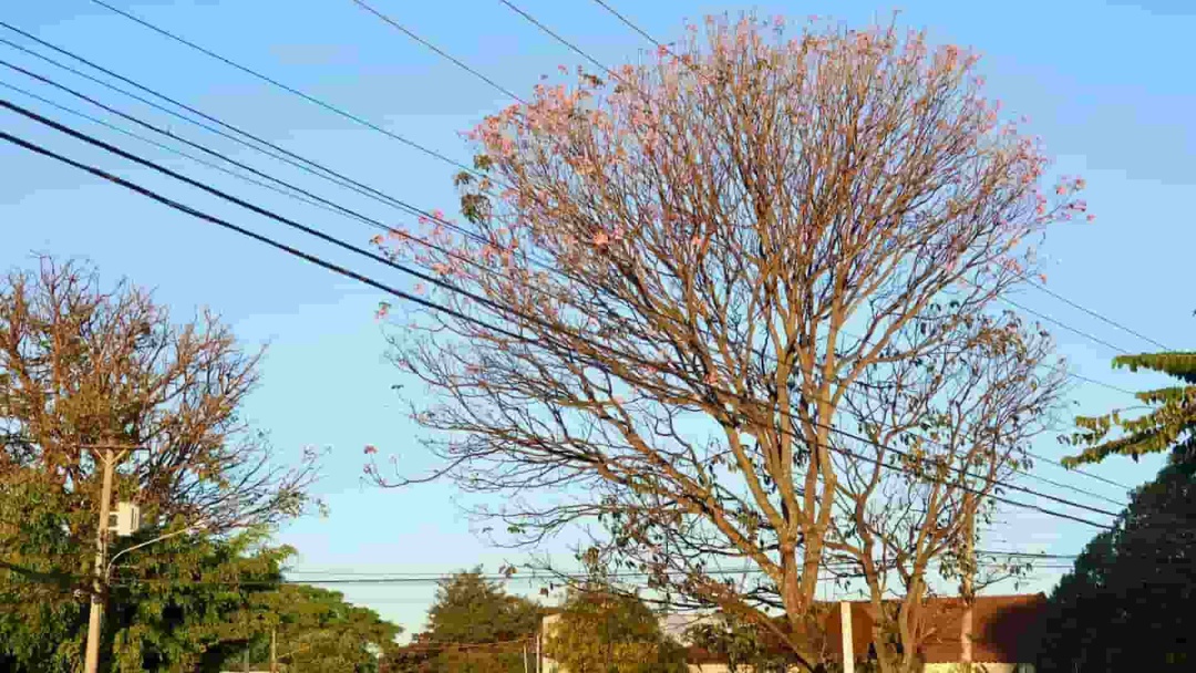 Declínio nas temperaturas: sábado será ‘gelado’ em boa parte de Mato Grosso do Sul