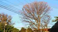 Decl&iacute;nio nas temperaturas: s&aacute;bado ser&aacute; &lsquo;gelado&rsquo; em boa parte de Mato Grosso do Sul