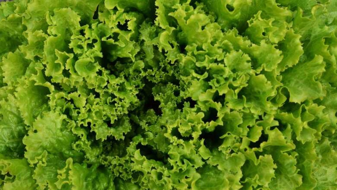 Frio derruba pre&ccedil;o da alface em MS; tomate e mel&atilde;o ficam mais caros