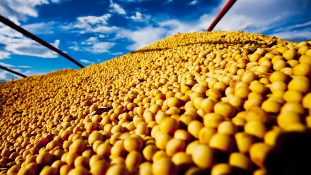 Pre&ccedil;o da soja cai no Brasil, mas tend&ecirc;ncia &eacute; de alta