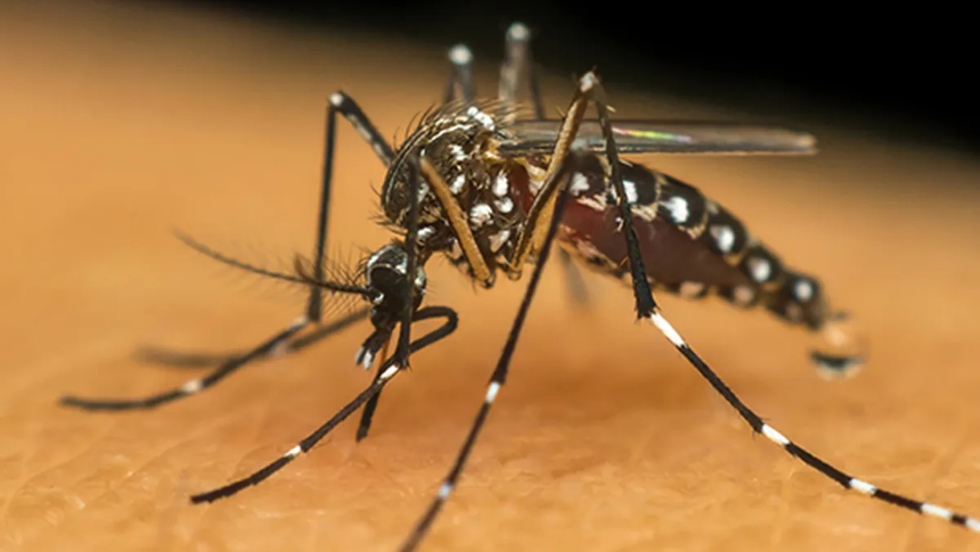 Mulher de 82 anos morre em Sidrolândia por complicações da Chikungunya; município tem 82 casos confirmados