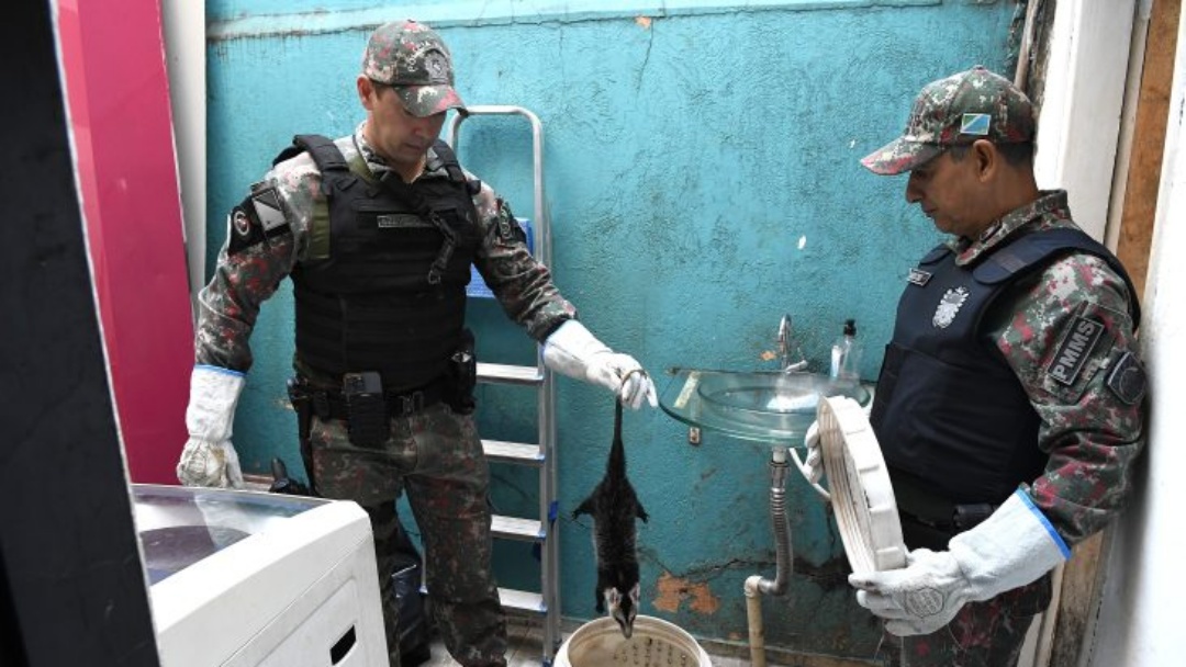 Pol&iacute;cia Militar Ambiental lembra que animal silvestre n&atilde;o &eacute; pet e aclara quando deve ser capturado