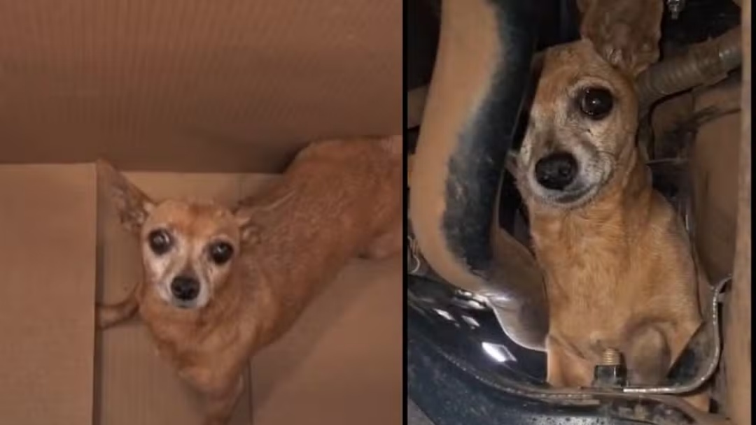 Cadela viaja 300 km escondida em motor de carro e &eacute; resgatada em oficina de MS