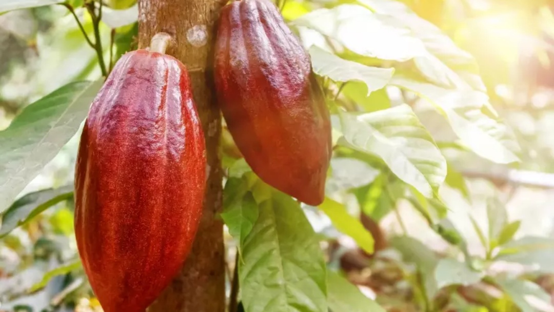 Tarifa&ccedil;o pode gerar perda de R$ 180 mi para a ind&uacute;stria de cacau brasileira