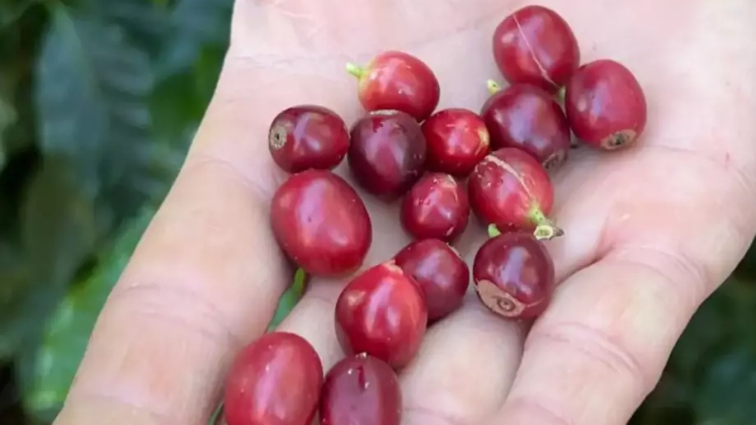 China habilita 183 empresas brasileiras para exportar caf&eacute;