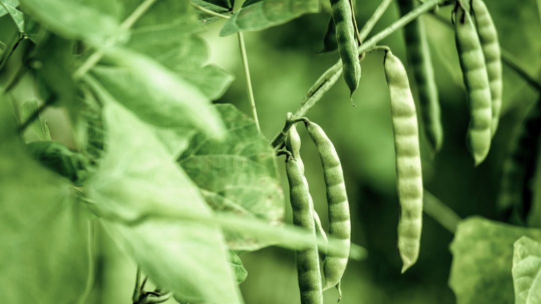 Feij&atilde;o tem queda de pre&ccedil;o com avan&ccedil;o da colheita