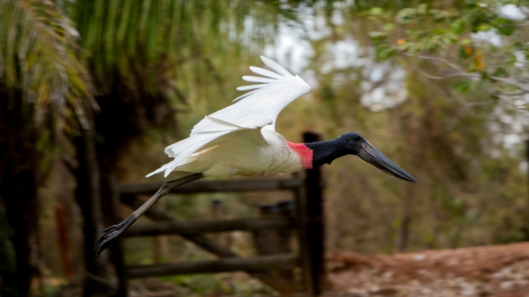 Turismo de MS investe na capacita&ccedil;&atilde;o de agentes de viagem durante evento em Campinas