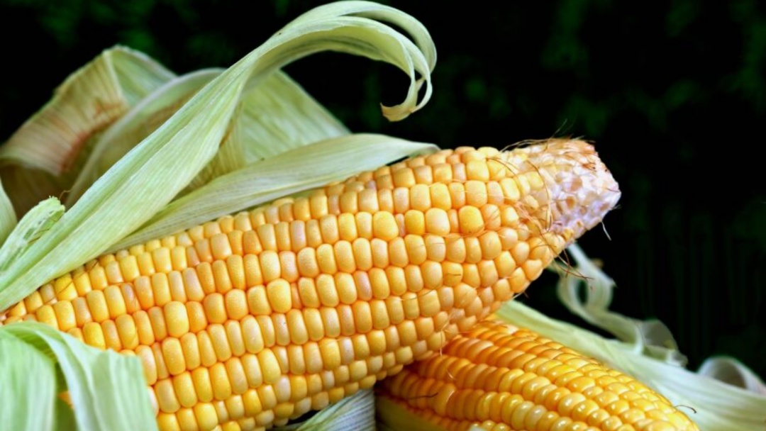 Safrinha de milho em MS pode gerar preju&iacute;zo de mais de R$ 1,8 bilh&atilde;o