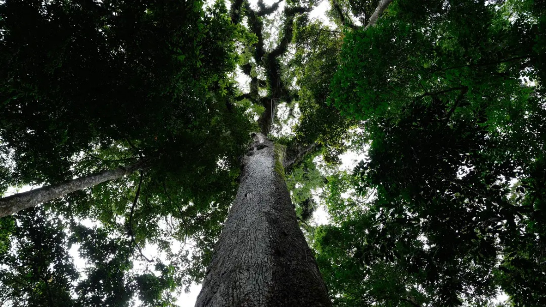 Lula sanciona lei do licenciamento ambiental com 63 vetos