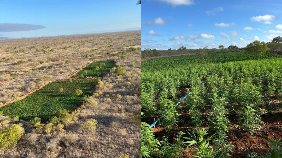 Opera&ccedil;&atilde;o Nordeste Integrado encontra 200 mil p&eacute;s de maconha