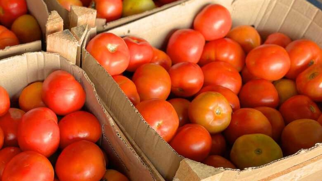 Pre&ccedil;os da couve e do tomate caem, mas frio eleva valor da abobrinha 