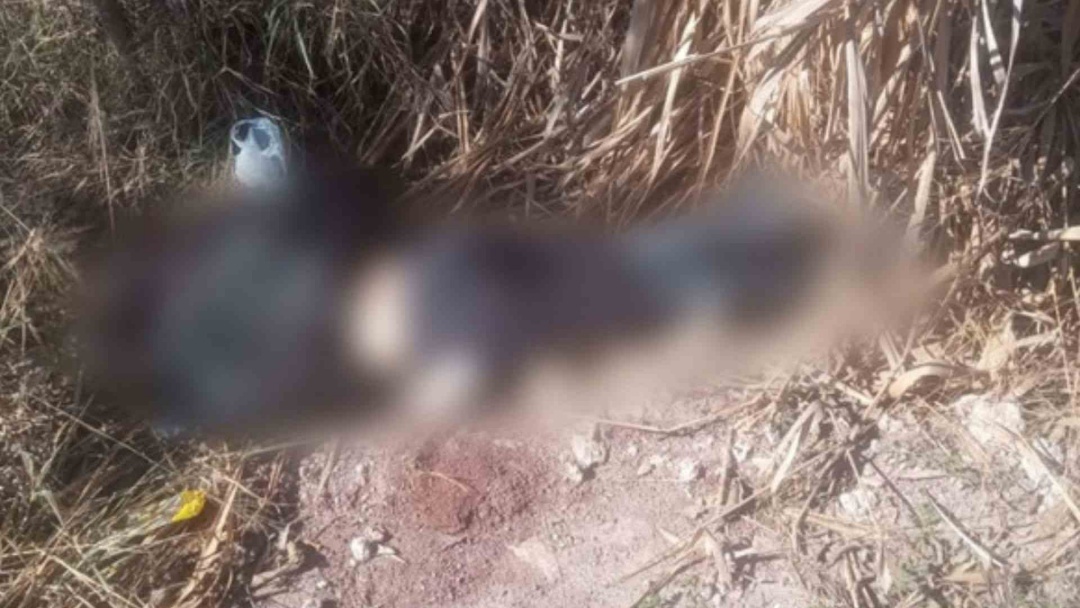 Com ferimentos na cabeça, mulher é encontrada morta em matagal de Corumbá