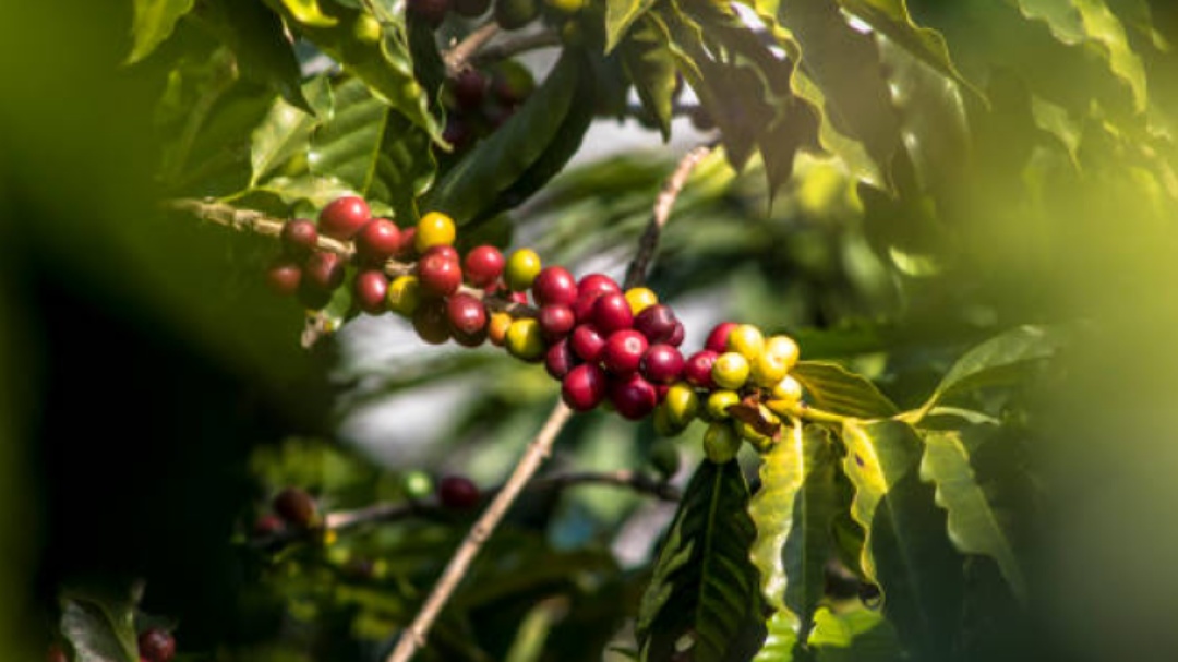Pre&ccedil;o do caf&eacute; sobe e valor das terras bate recorde