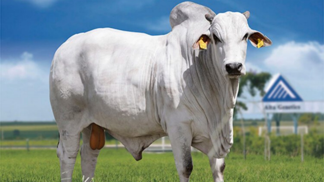 Mercado pecu&aacute;rio de MS tem pre&ccedil;os est&aacute;veis na arroba do boi e vaca gorda