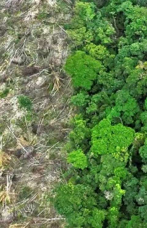 Brasil perdeu 111,7 milh&otilde;es de hectares de &aacute;reas naturais em quatro d&eacute;cadas