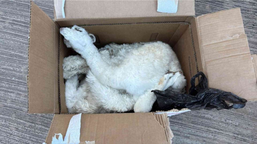 Cão descobre uma tonelada de contrabando e fetos de lhama em Corumbá