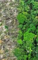 Brasil perdeu 111,7 milh&otilde;es de hectares de &aacute;reas naturais em quatro d&eacute;cadas