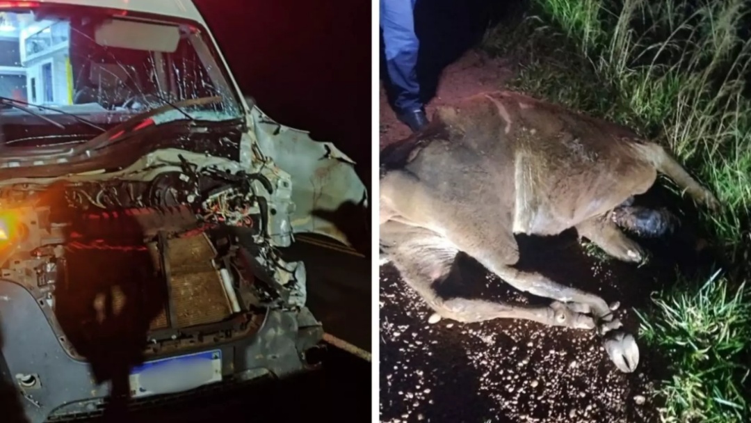 Ambulância fica destruída após atropelar e matar bezerra na MS-276