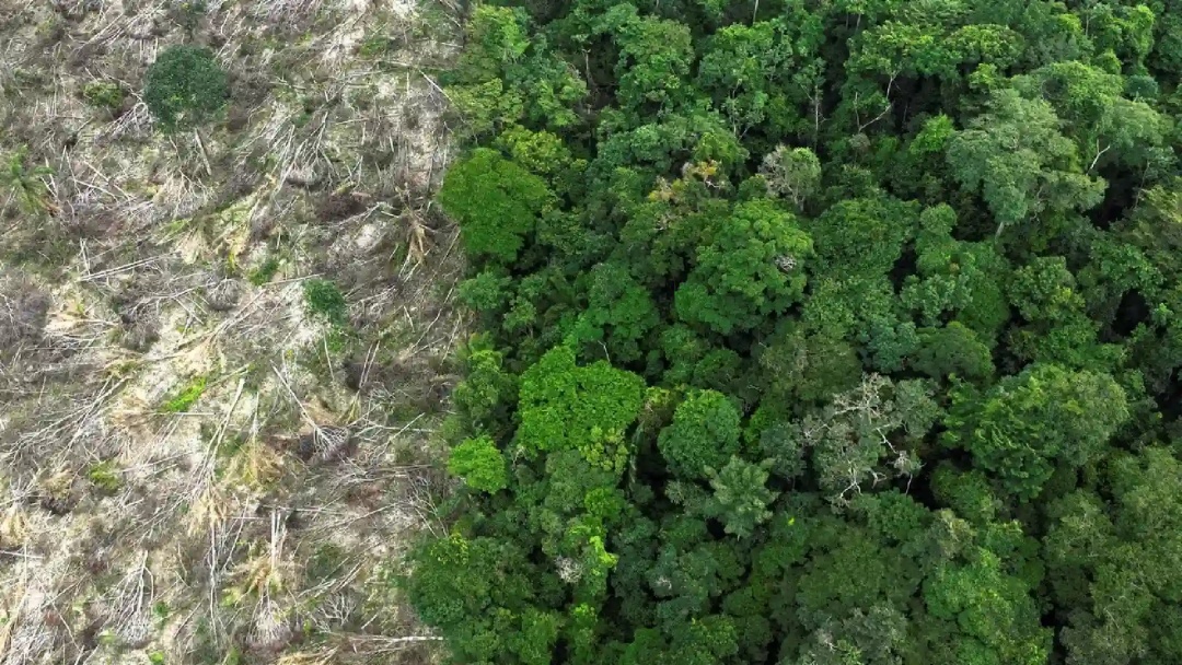 Brasil perdeu 111,7 milh&otilde;es de hectares de &aacute;reas naturais em quatro d&eacute;cadas