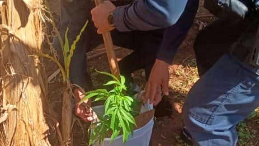 PM encontra e arranca planta&ccedil;&atilde;o de maconha na Aldeia Recanto, Dois Irm&atilde;os do Buriti