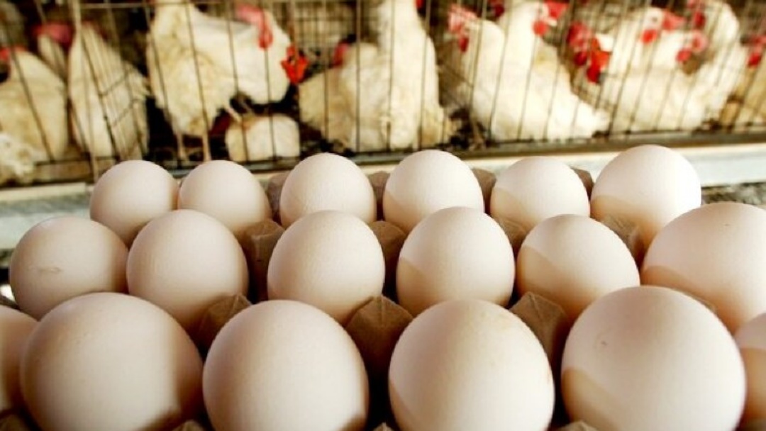 Pre&ccedil;os dos ovos seguem em alta no pa&iacute;s