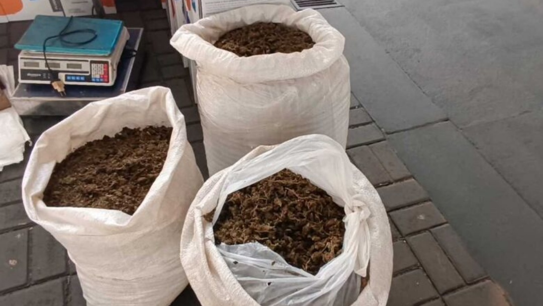 Droga apreendida em laborat&oacute;rio de &quot;maconha dry&quot; ultrapassa 120 quilos