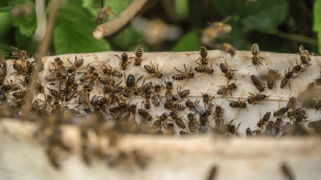 Trabalhador rural morre atacado por enxame de abelhas