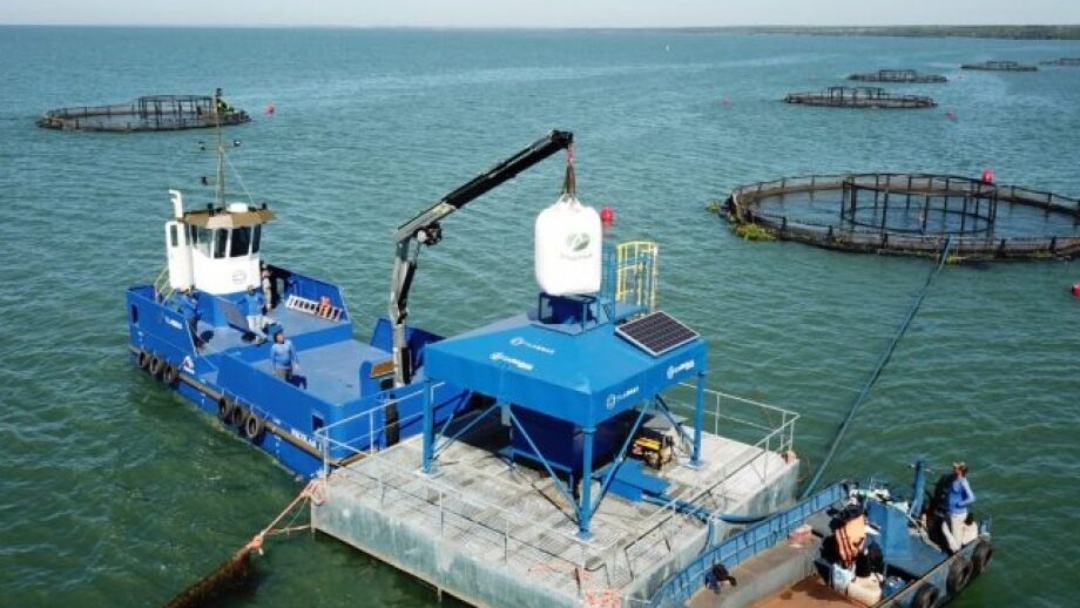 Exporta&ccedil;&atilde;o de til&aacute;pia de MS supera R$ 5 mi e refor&ccedil;a o potencial do agroneg&oacute;cio