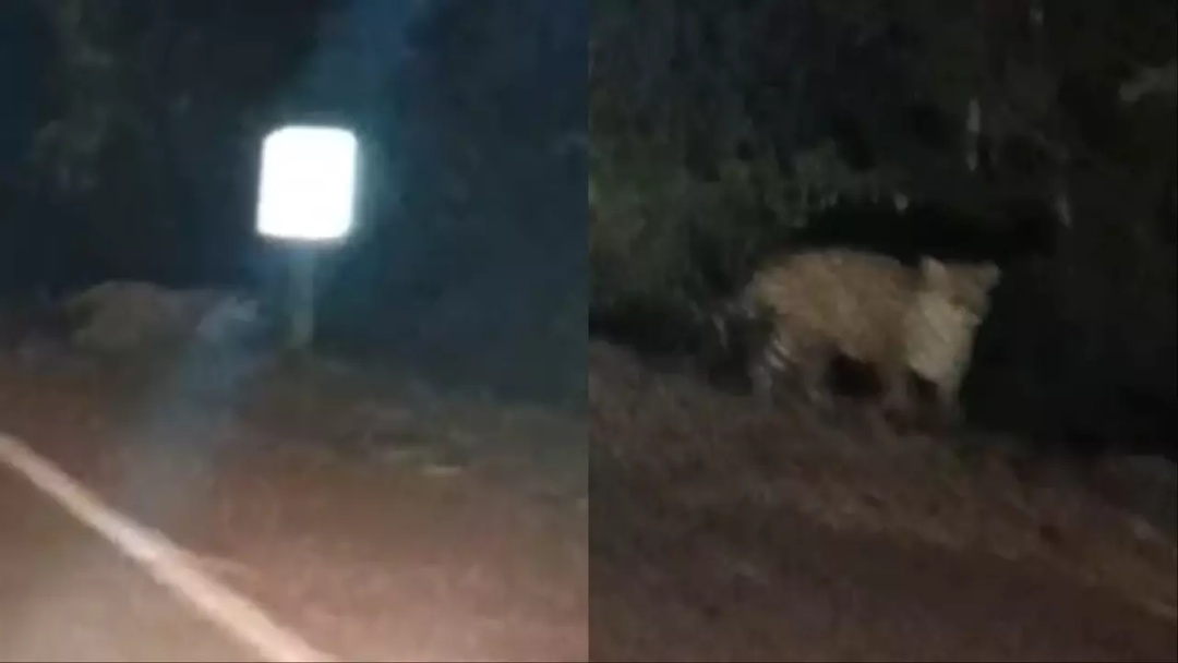 Fam&iacute;lia se surpreende com on&ccedil;a-pintada atravessando a BR-262 em Miranda