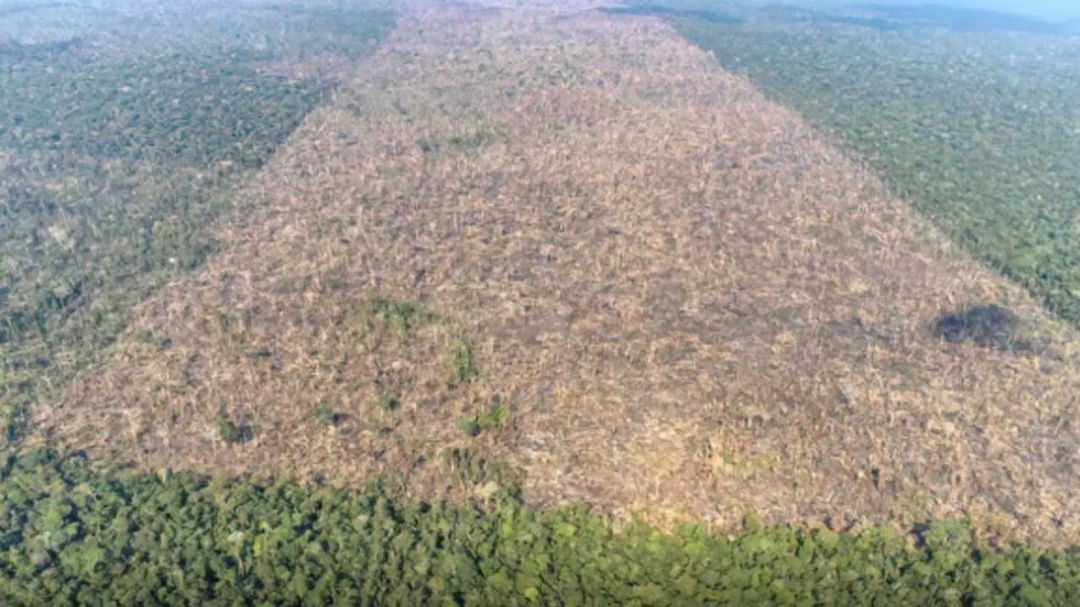 Desmatamento causa 28 mil mortes por calor ao ano