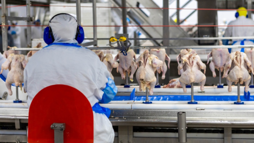 Avicultura brasileira j&aacute; exportou mais de US$ 5,4 bilh&otilde;es 